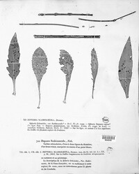 Septoria scabiosicola image